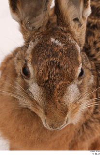 Hare  1 head 0004.jpg